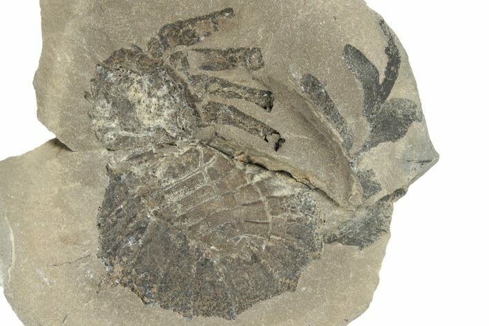 Rare, Carboniferous Spider (Maiocercus) Fossil With Pos/Neg - England #231958